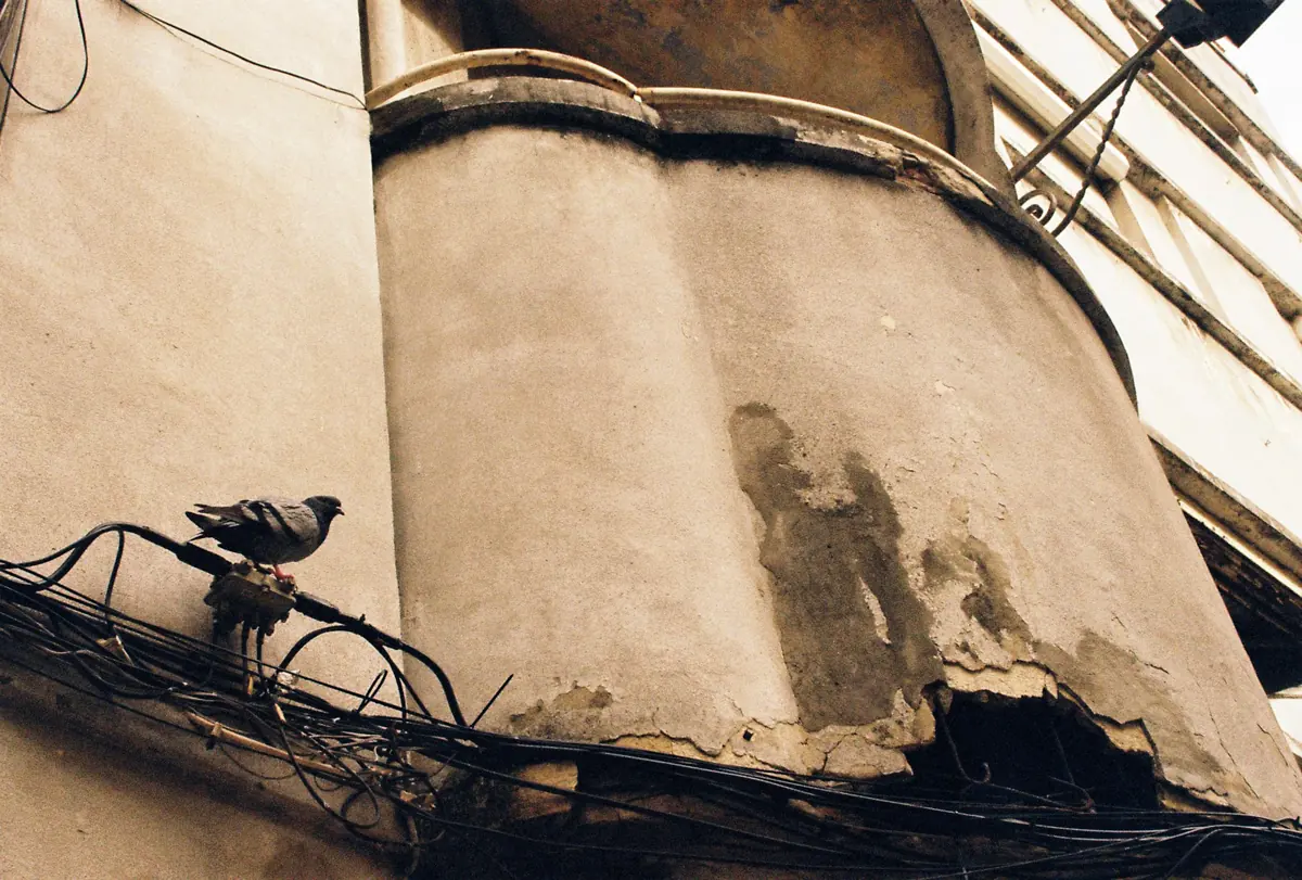A pigeon perched on a weathered facade