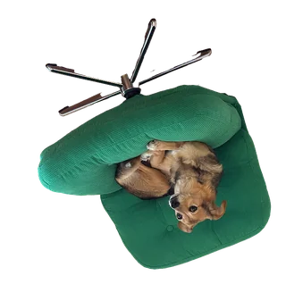 Dog curled up in a green office chair