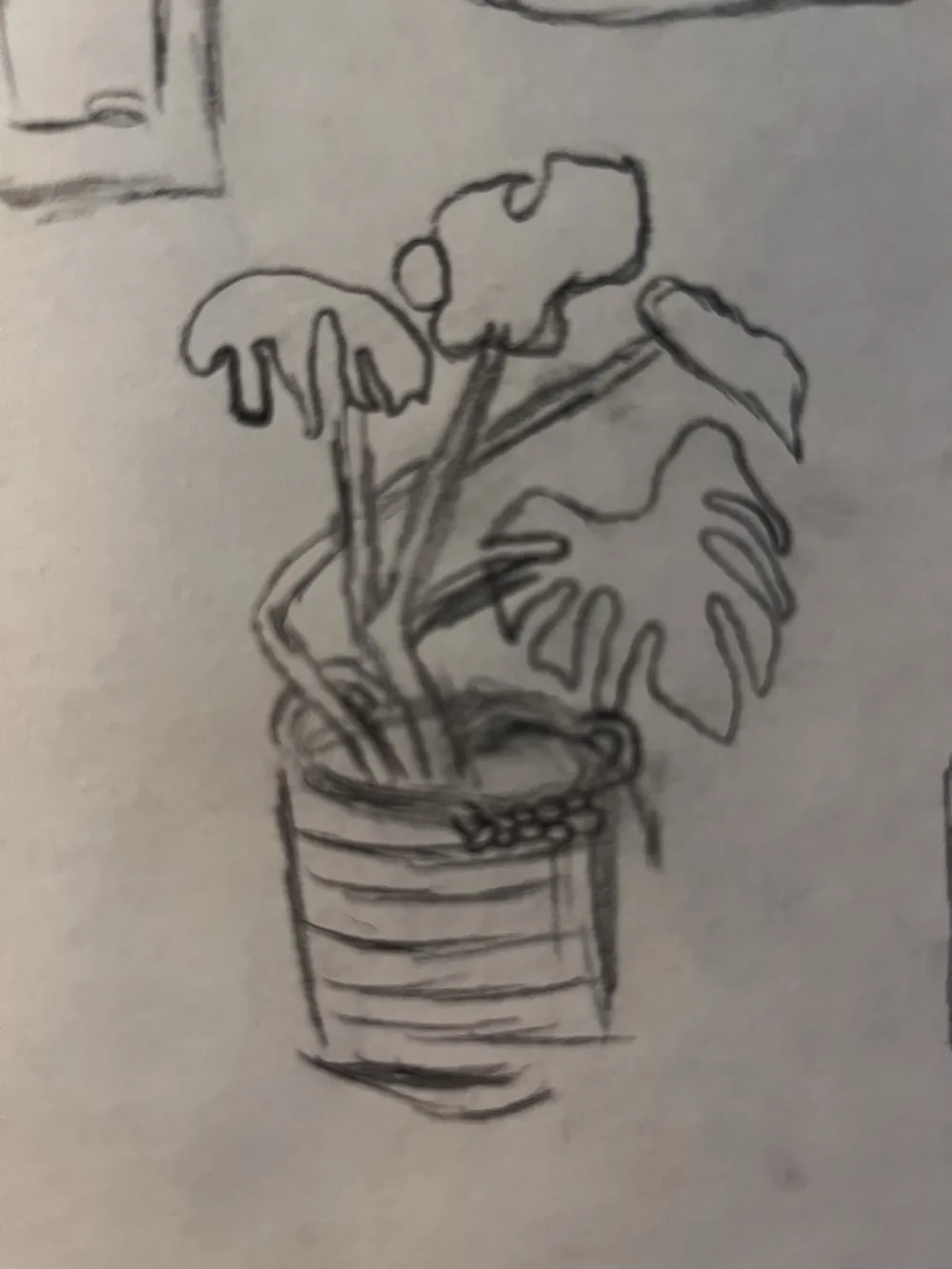 Pencil sketch of a monstera in a striped pot